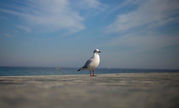 Gaviota en el muelle con cielo azul de fondo Gaviota común maullido de mar