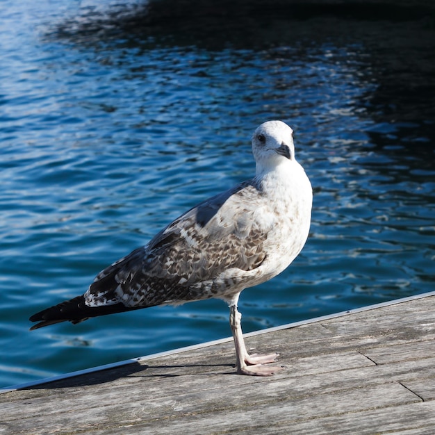 Gaviota en el muelle junto al mar