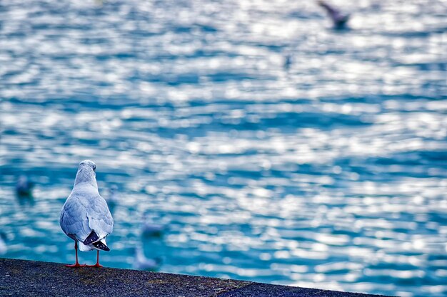 Gaviota en el muelle del lago geneva