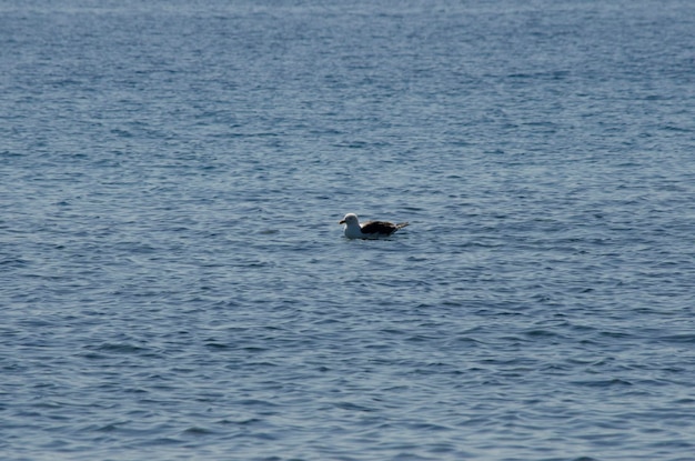 gaviota nadando en un lago en la Patagonia