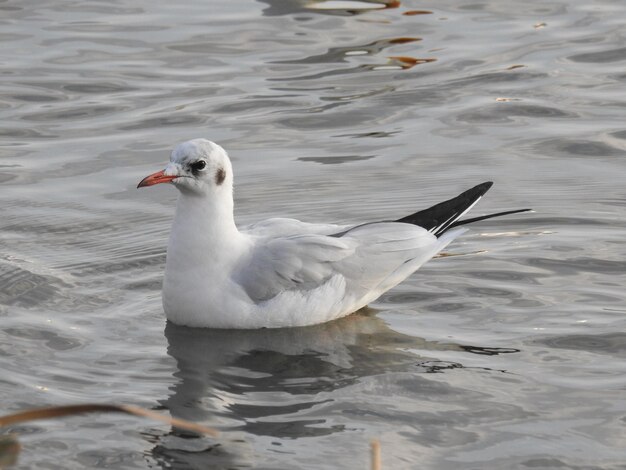 Foto la gaviota nadando en el lago