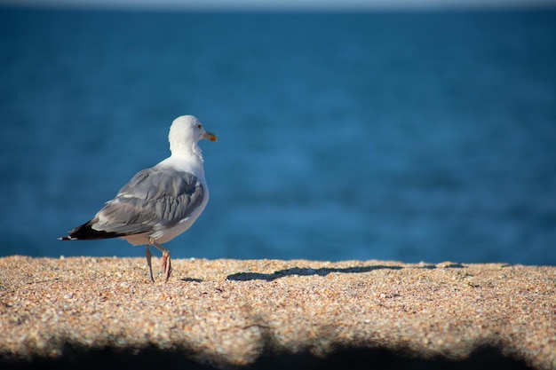 Gaviota a la orilla del mar caminando por la playa