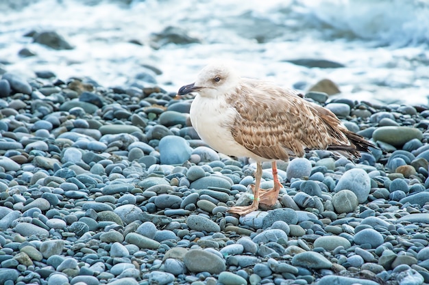 gaviota en la orilla del mar, primer plano