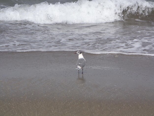 Foto la gaviota en la orilla del mar