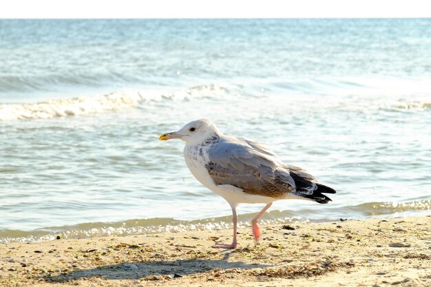 Gaviota a la orilla del mar