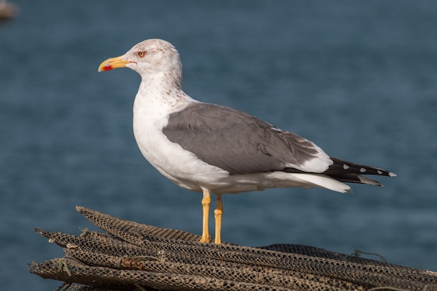 Gaviota en la orilla del mar