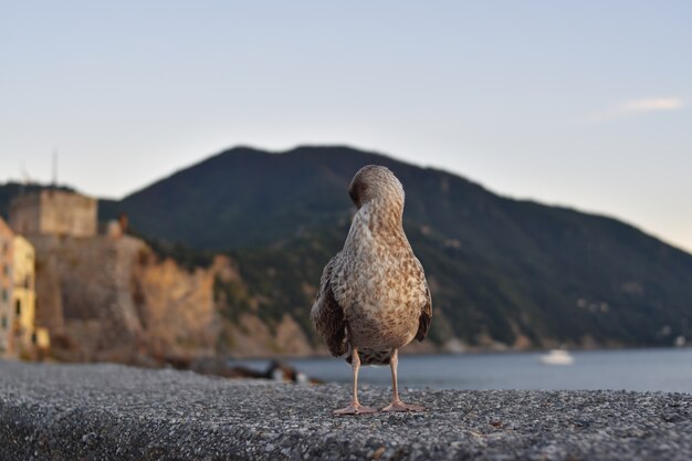 Gaviota en paisaje marino