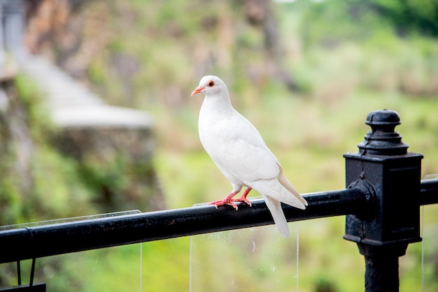 gaviota, pájaro blanco de la libertad en el parque
