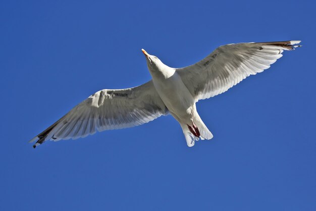 Gaviota pájaro volando en azul