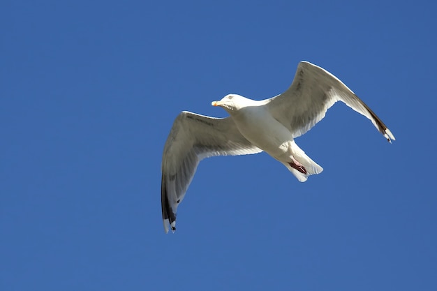 Gaviota pájaro volando contra el cielo