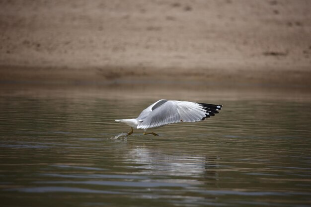 La gaviota palas en las orillas del río Chambal