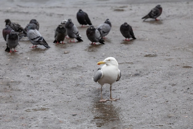 Gaviota y palomas