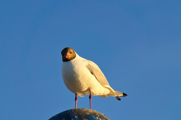 Gaviota parada en una pantalla en el Mar Báltico junto al mar El pájaro mira la puesta de sol