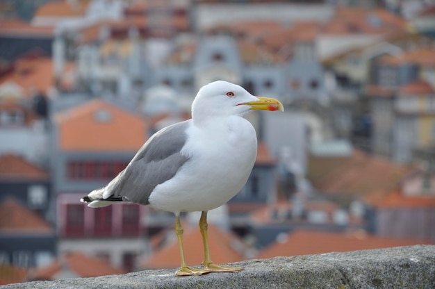 Gaviota en una pared en Oporto