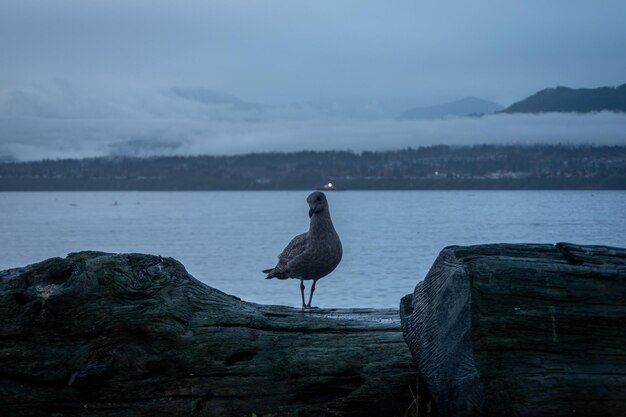 Foto la gaviota en el paseo marítimo de port angeles, estado de washington, ee.uu.