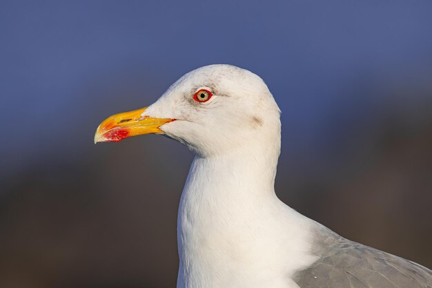 Foto gaviota de patas amarillas larus cachinnans atlantis retrato de cabeza cerrar vista lateral en tenerife