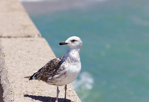 Gaviota patiamarilla en una balaustrada de paseo Larus michahellis