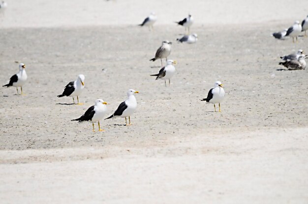 La gaviota patiamarilla es una especie de ave charadriiforme de la familia laridae.