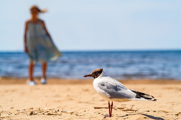 Foto gaviota pavoneándose en la playa de arena