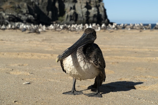 Gaviota pelícano muchas aves en la playa de baja california méxico