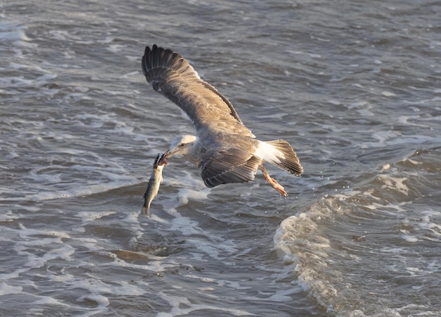 Gaviota con pescado en el pico