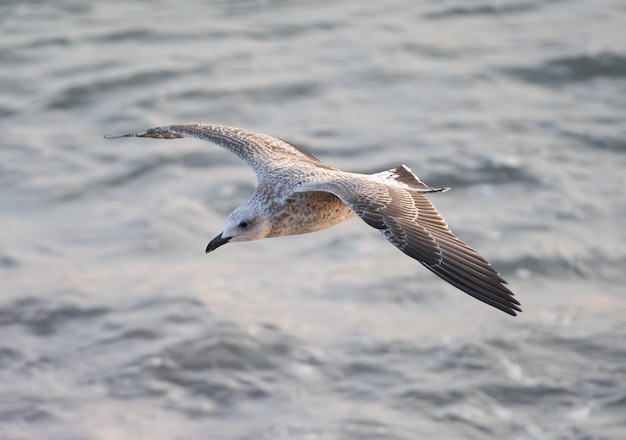 Gaviota con pescado en el pico