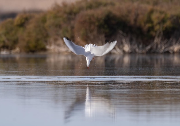 Una gaviota en picada