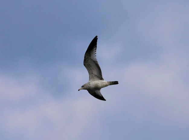 Gaviota de pico anillado juvenil con un ala levantada