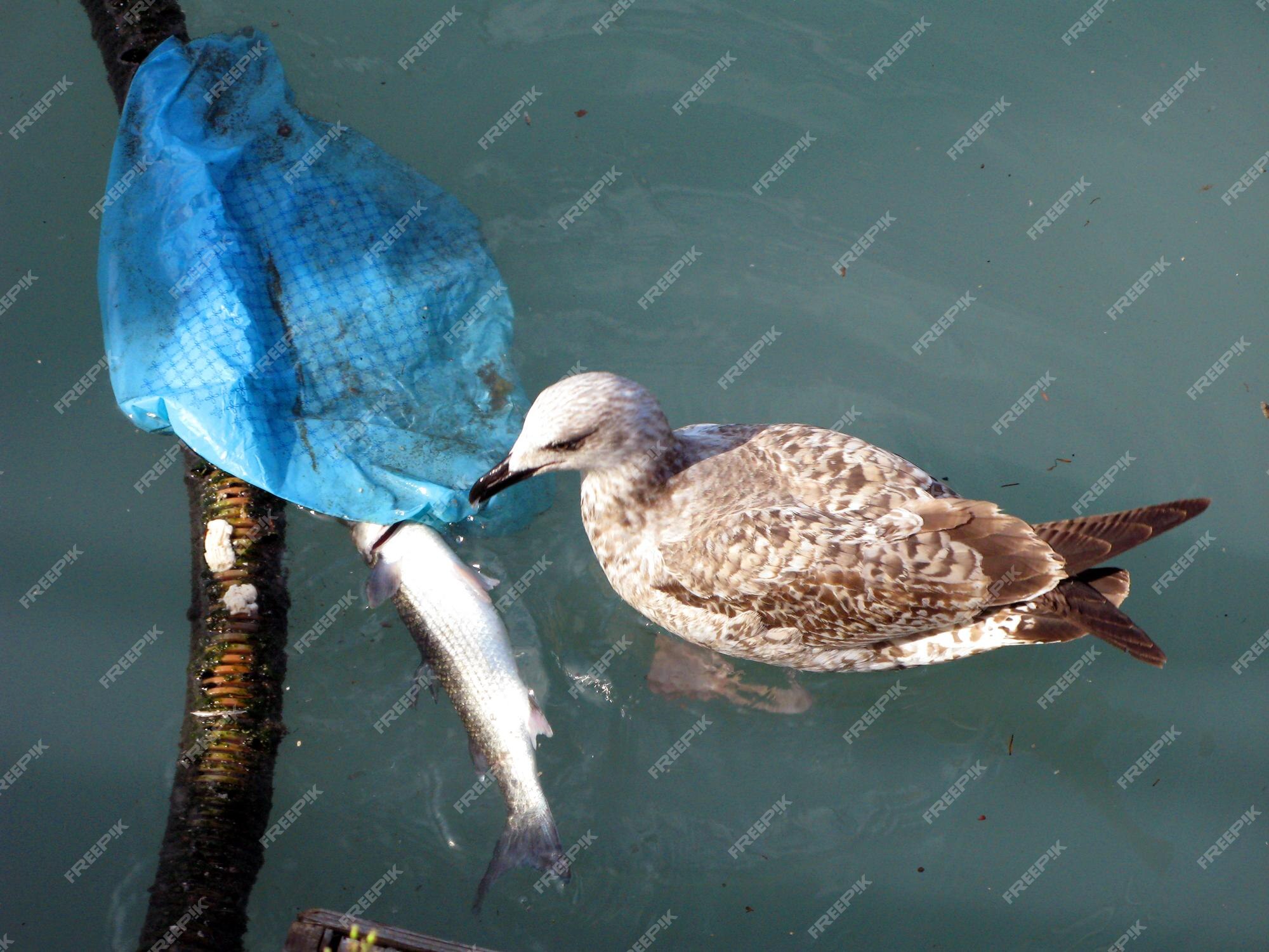 Gaviota picotea un pez muerto en el agua. la gaviota se come el pescado, el pájaro agarra el pescado | Foto Premium Gaviota picotea un pez muerto en el agua. la gaviota se come el pescado, el pájaro agarra el pescado | Foto Premium
