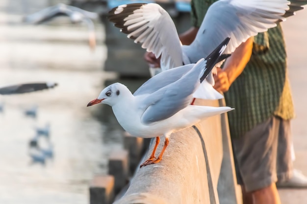 Foto la gaviota está de pie en el borde del puente