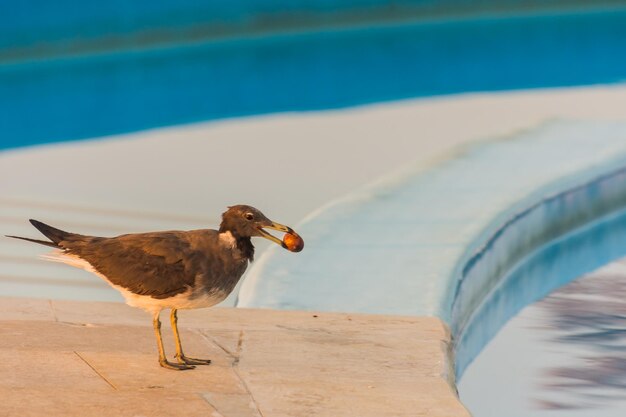 gaviota de pie cerca de una piscina con un jujube en el pico