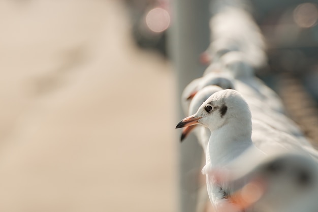 Gaviota de pie y mirando al mar.