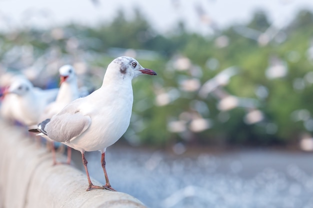 Gaviota de pie sobre un puente