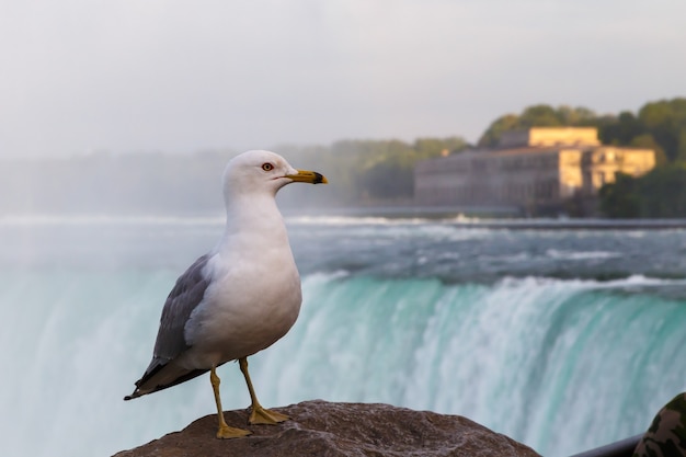 Gaviota de pie sobre la roca en frente de las Cataratas del Niágara, Canadá