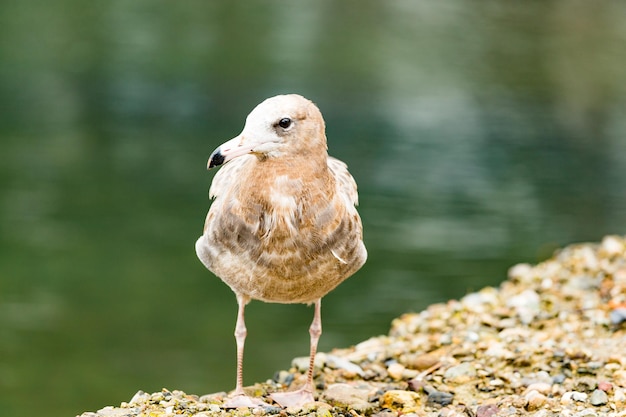 Gaviota de pie sobre una roca