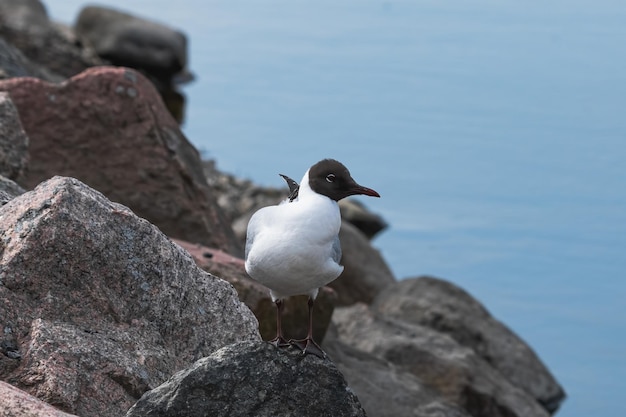 gaviota de pie sobre la roca