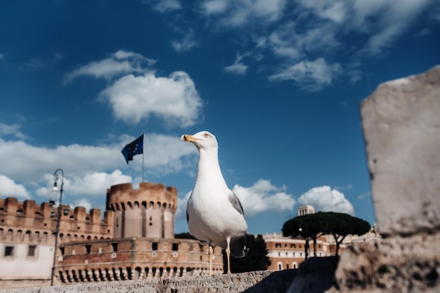 Gaviota de pie en el techo contra la ciudad y el cielo azul