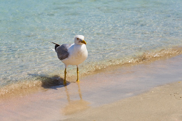 Gaviota en la playa de arena tropical en Creta.