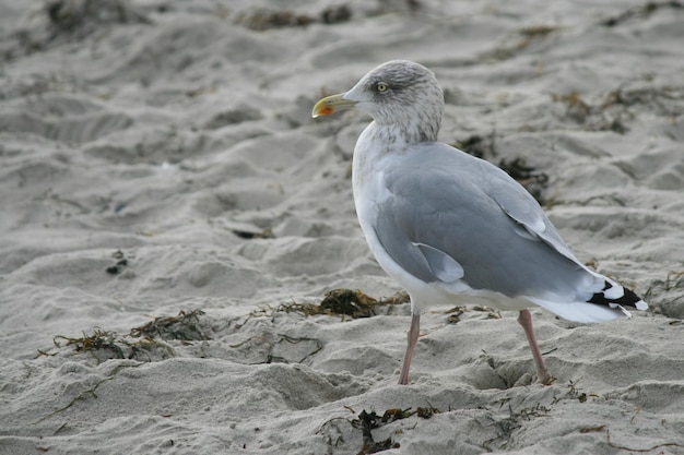 Foto la gaviota en la playa de arena