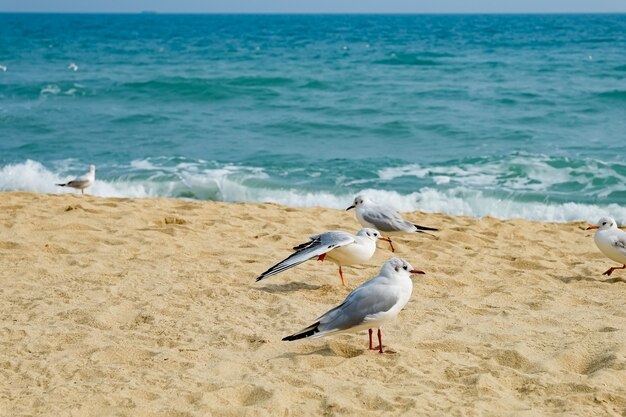 Gaviota en la playa en busan, corea del sur