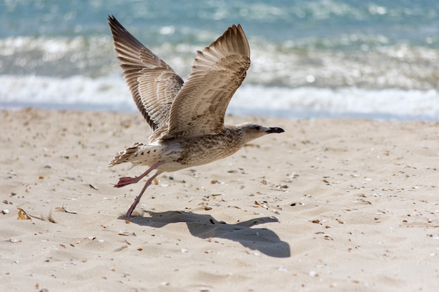 Gaviota en la playa despega