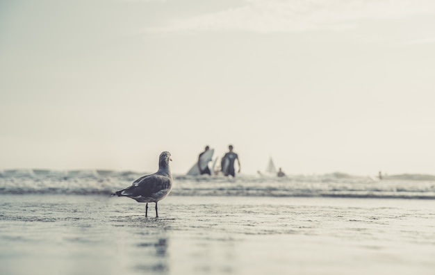 Una gaviota en una playa pública junto al mar viendo bañarse personas y surfistas