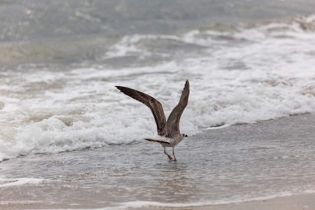 Gaviota en la playa en vuelo