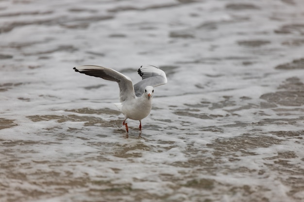 Gaviota en la playa en vuelo