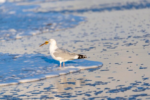 Foto la gaviota en la playa