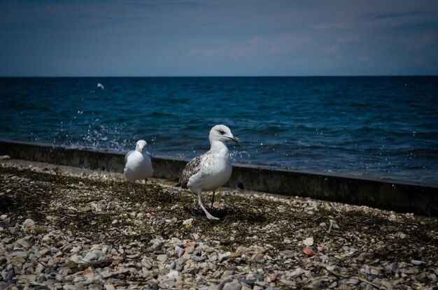 gaviota en la playa