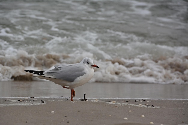 gaviota en la playa