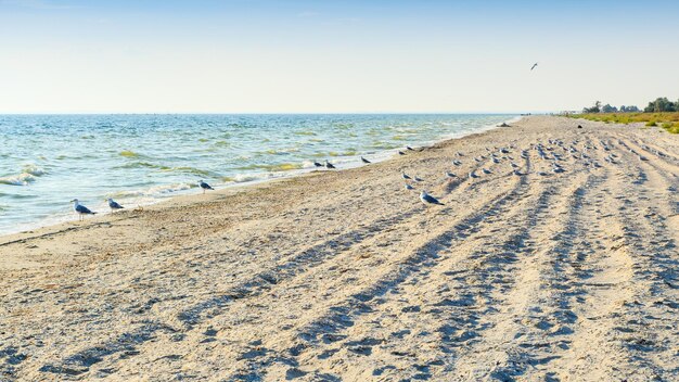 Gaviota en la playaLas gaviotas vuelan en la playa del mar