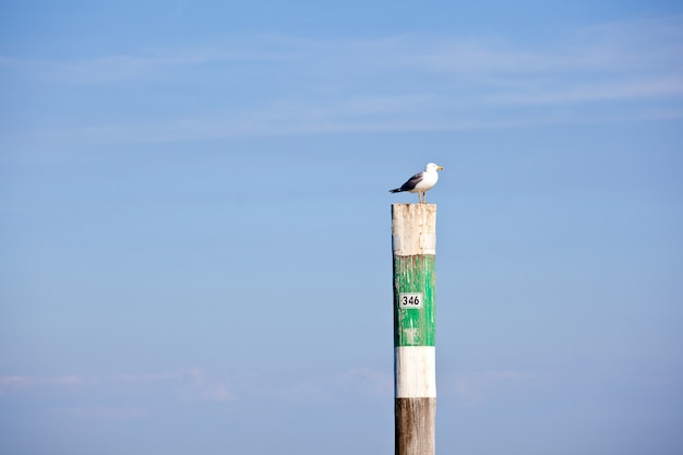 Gaviota en el polo,