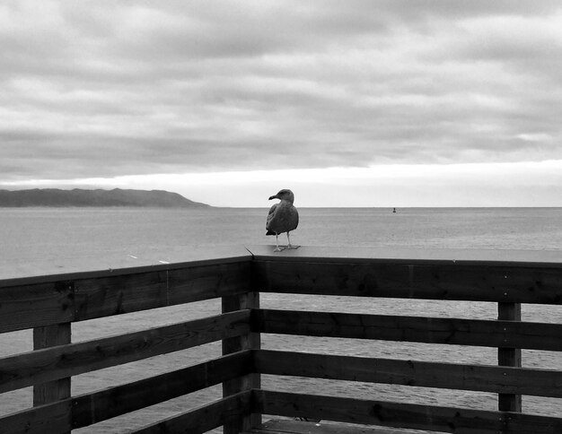 Foto la gaviota posada en la barandilla contra el mar